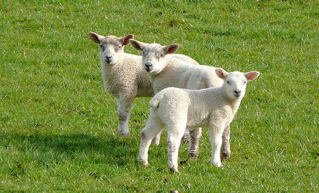 This is peak season for Scottish lamb and the annual ‘Wham Bam Lamb’ campaign promoting Scotch Lamb has been running in recent weeks