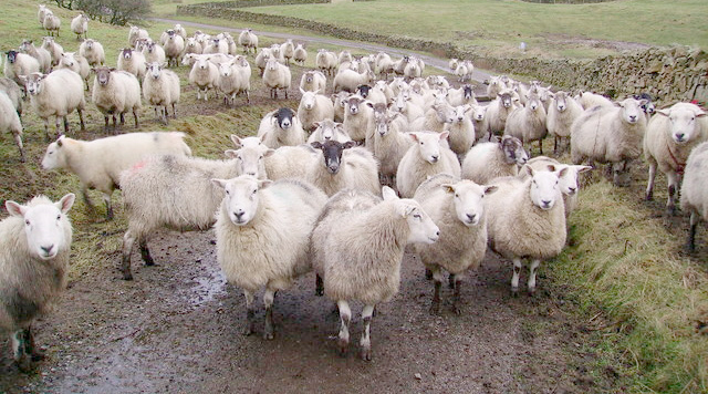 While there have been European controls in place for beef processing for quite some time, currently there is limited coverage for sheep
