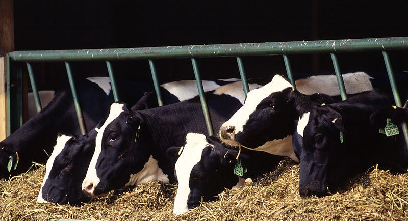 The group are seeking innovative solutions from people outside of the dairy sector and agriculture