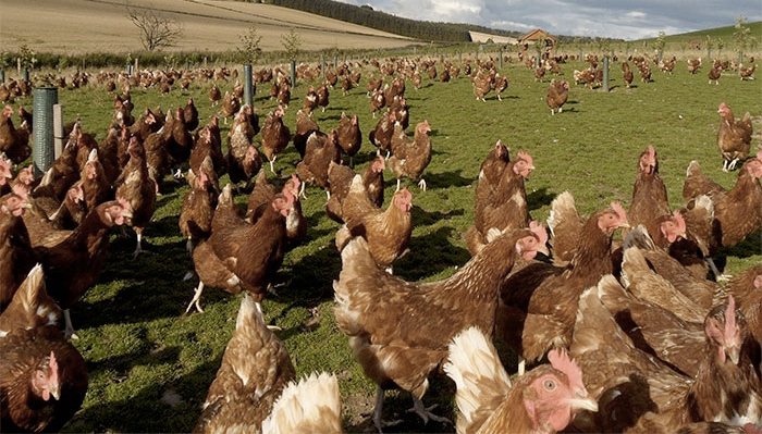 SonoSteam uses a combination of steam and ultrasound to kill microorganisms such as Campylobacter on the skin and internal cavities of chicken