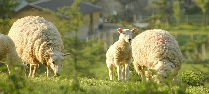 Trecherous weather conditions caused havoc for the sheep (stock photo)