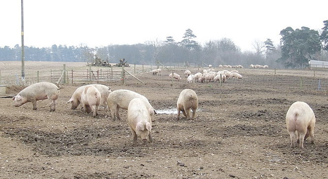 “The fallout from Russian restrictions on trade and the effects of African Swine Fever in Eastern Europe continue to weigh heavy on the market,” said Mr Ashworth