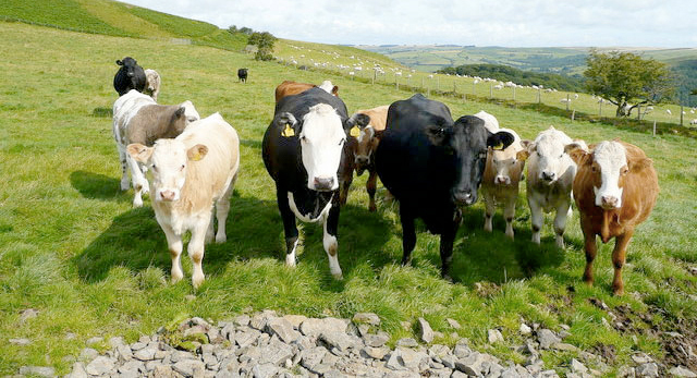 The industry would like to see the increased use of Gamma Interferon testing following a breakdown in order to ensure that the eradication of TB from an infected herd is accomplished