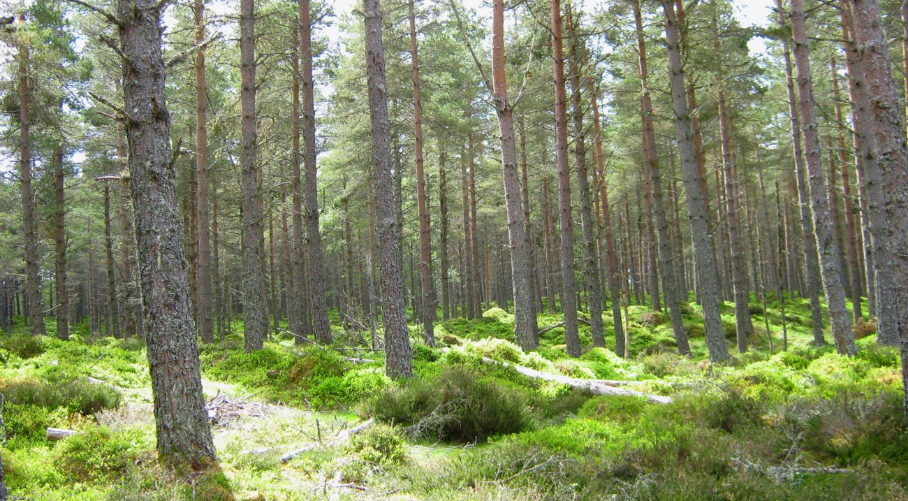“Keeping it clean is a fundamental message that we should all support - the people who visit and work in woodlands are key to protecting our trees.”