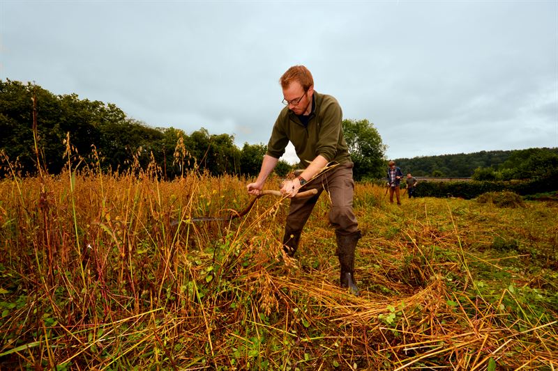 Volunteer Roy McGhie gets to grips with a scythe in Ryedale Folk Museum