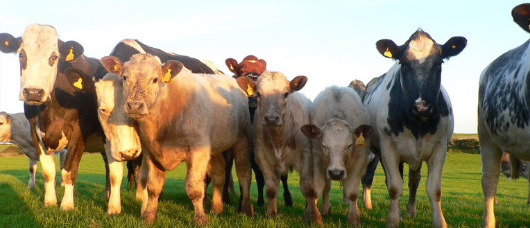 “We want to help develop beef expertise to ensure well-trained and experienced consultants and advisers continue to be available to the beef industry,” said Liz Genever, senior beef & sheep scientist at AHDB