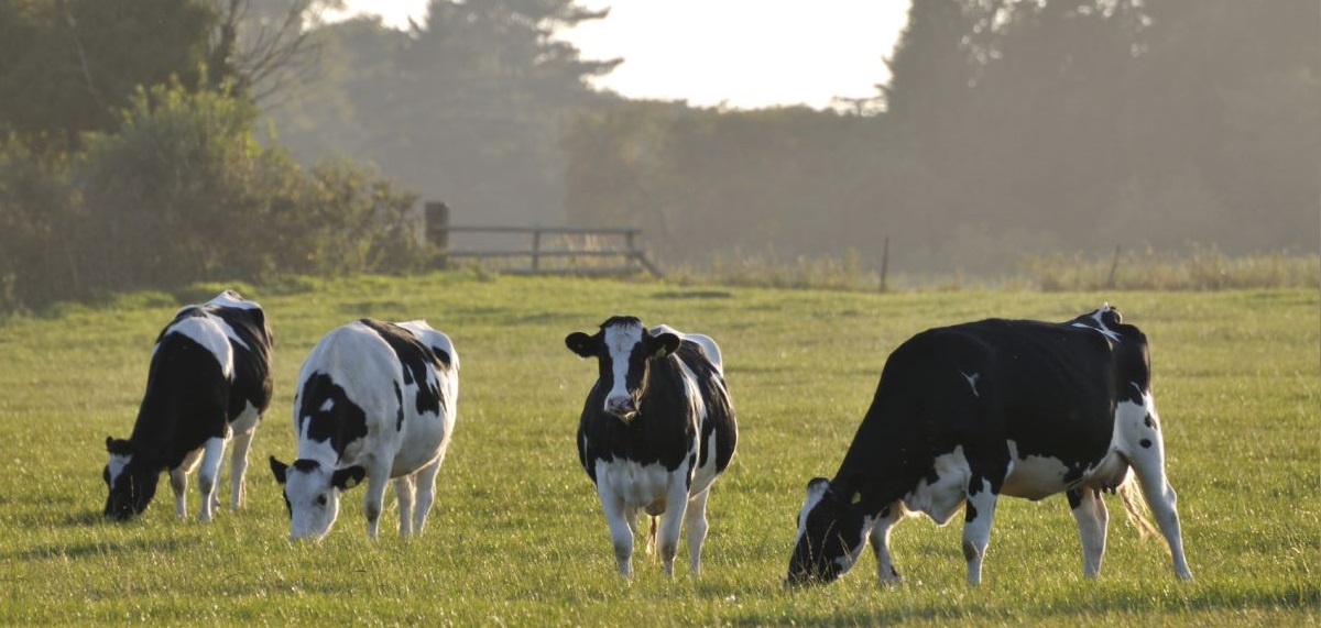 Twelve months ago, RABDF carried out a similar independent farmer survey which concluded that migrant workers were making a significant contribution to the dairy sector with one third of producers having employed foreign labour