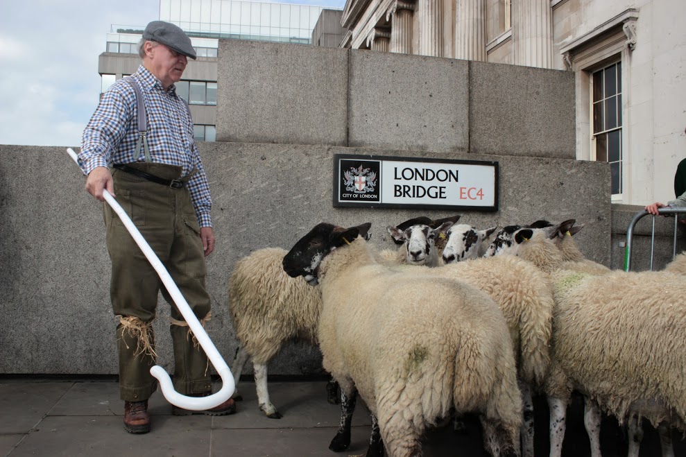 More than 800 Freemen of the City of London, affiliated to one of the 110 City Livery Companies, will join forces next Sunday (27th September) to exercise their long-established right to drive sheep across London’s oldest river crossing