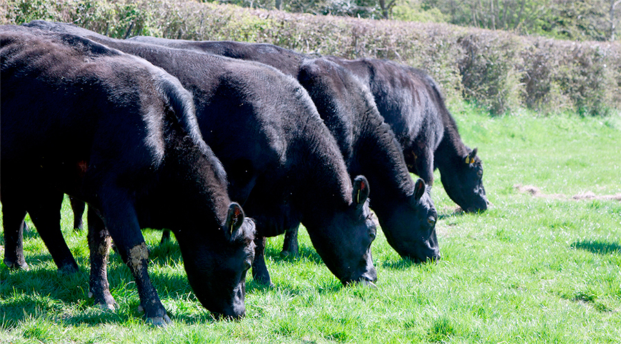 In May this year prices paid for R4 steers in NI were 331p/kg, which was 8p/kg behind the GB average price