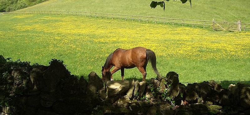 'The 2013 horsegate scandal was a close call as there was little direct threat to public health, but next time we may not be so lucky'