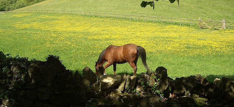 'The 2013 horsegate scandal was a close call as there was little direct threat to public health, but next time we may not be so lucky'