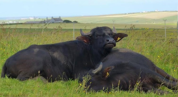 Orkney Buffalo, a family family specialising in slow-grown, natural meats, which specialises, as the name implies, in Orkney buffalo as well as Jacobs lamb and Mangalitza pork