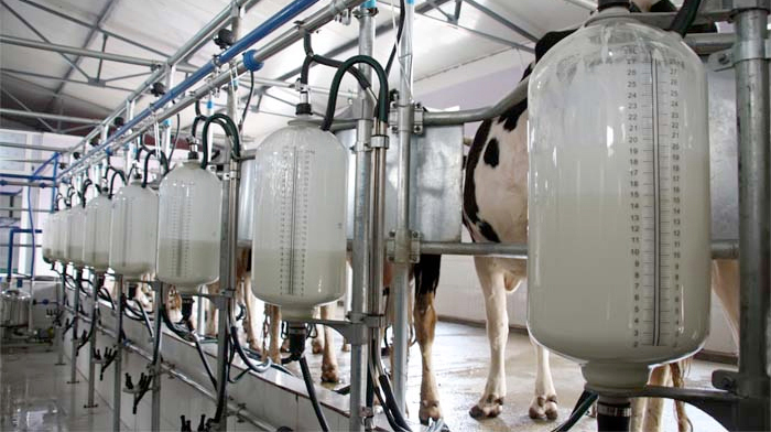 AHDB figures show that average UK milk prices have fallen by 25 percent in the last year.