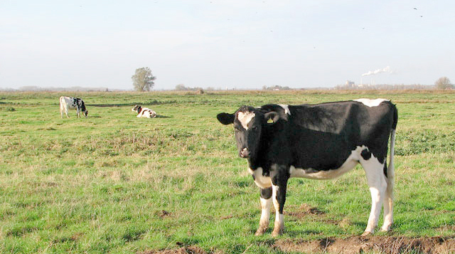 An estimated 60% of dairy farmers are not aware of their true costs of production, according to a consensus of leading dairy consultants