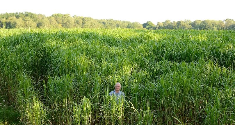 Achieving a tremendous 8.82 tonnes per hectare, the result is the largest documented on a second year crop to date
