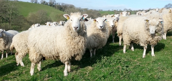 There are very encouraging signs that livestock farmers were focusing on the long term
