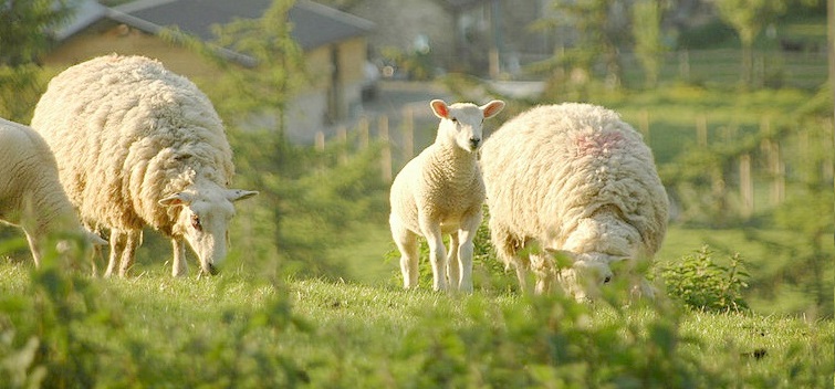 The latest AHDB Beef and Lamb Watch has revealed Tesco lamb facings for August 2015 have dropped by 15 per cent compared to August 2014, from 73 per cent to 58 per cent