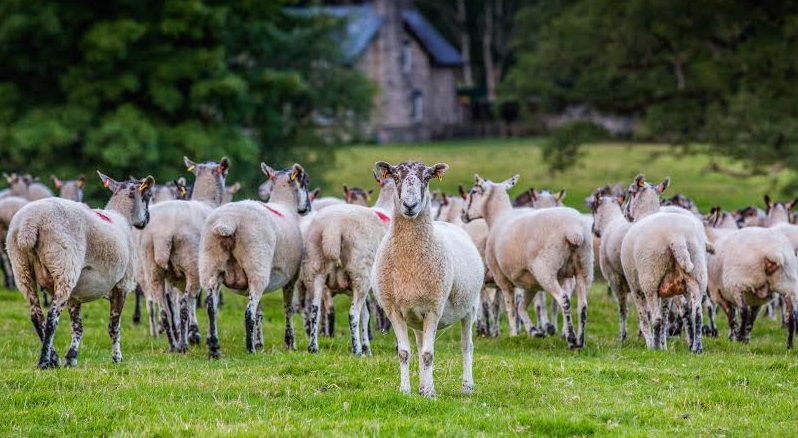 'Little Farmers’ series involves a farm tour where children aged 4 – 11 visit free-range sheep, cows, bison, chickens, geese and turkeys in their natural habitat and learn about how they are bred on an organic farm