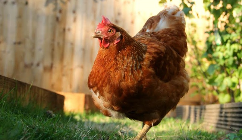 Hen welfare charity, the British Hen Welfare Trust, is holding re-homing days across the UK this October