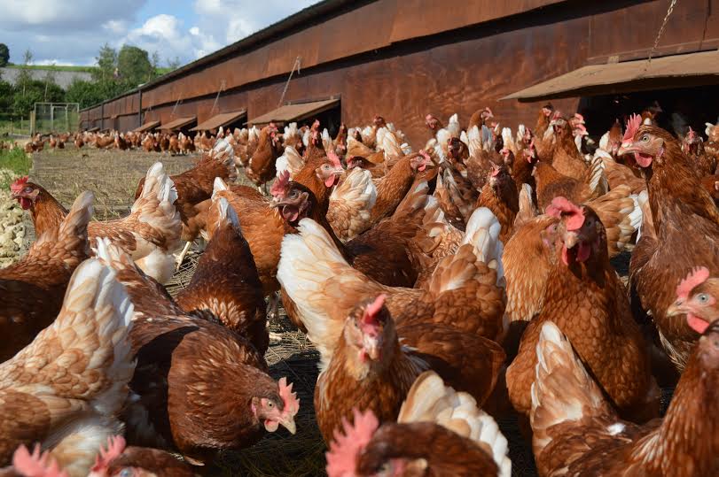 Nearly two-thirds of the public say that they choose free range because they think it is better for the hens