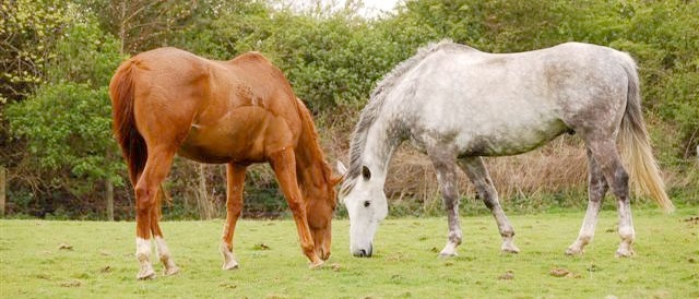 Scientists say that horses affected by the disease – called equine grass sickness – could also hold clues to human conditions
