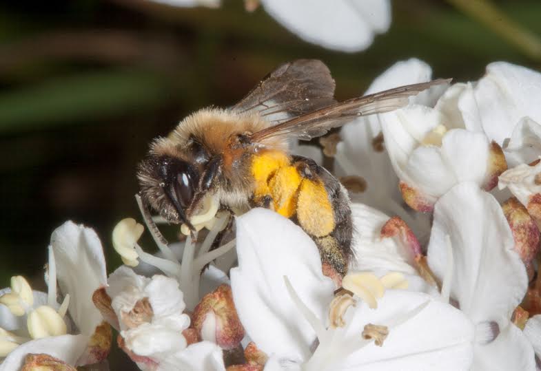 Reporting the exciting find, bee entomology specialist, Mike Edwards, highlighted this was the first sighting of Andrena nitida in Lincolnshire since 1900, although it is relatively widespread through the south of England