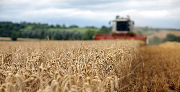 NFU survey results show a six per cent wheat yield rise year-on-year from 8.6 to 9.1 tonnes per hectare