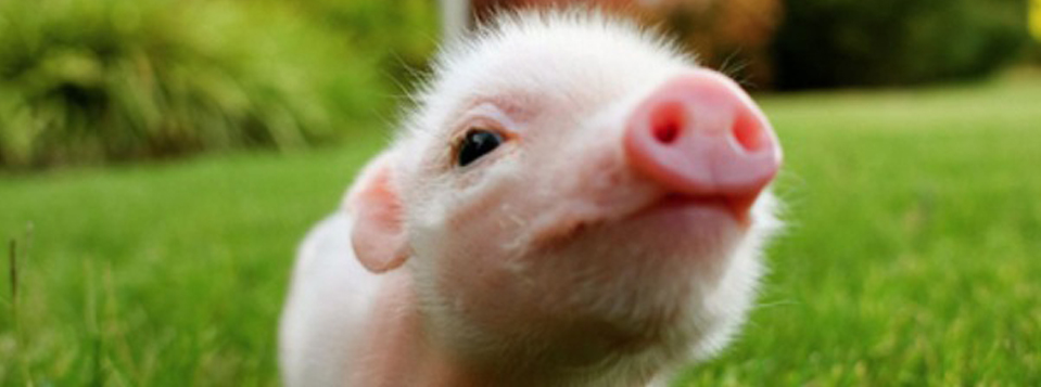 NPA is urging showbiz personalities in Britain to set an example of good animal welfare by boycotting the market in micro-pigs, regardless of whether these so-called “tea-cup” pigs have been created by genetic engineering or selective breeding