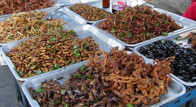 EFSA concludes that when non-processed insects are fed with currently permitted feed materials, the potential occurrence of microbiological hazards is expected to be similar to that associated with other non-processed sources of protein