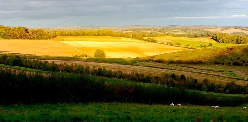 The CLA says that Defra and Natural England’s introduction of the new scheme, and its onerous requirements, have discouraged landowners from participating. It is calling for comprehensive revision of the scheme for next year