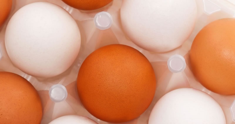 Details of the work were outlined at an International Egg Nutrition Consortium (IENC) scientific symposium by one of those involved in the study - Dr Nina Geiker of Copenhagen University in Denmark