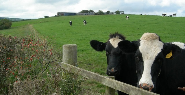 This winter will be extremely challenging for farmers and the Unions highlighted that this will be a concern not just for dairy producers but the allied industries whose businesses rely on the dairy sector