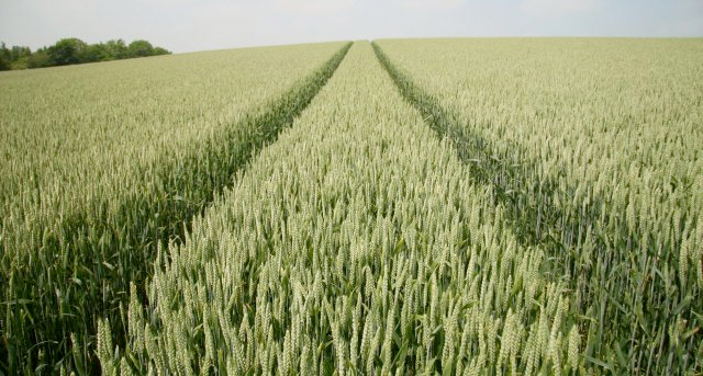 The study, using over 40 years of data collected on farmland on the Sussex Downs, considers the effect on arable insects and spiders of factors including changes in extreme weather events and pesticide use