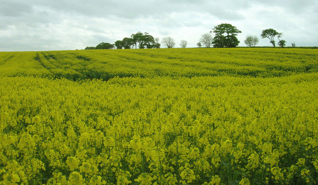 Since April 2015, EU countries are able to ban the cultivation of GMOs