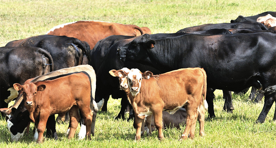 The goal of Boehringer Ingelheim Animal Health is to connect European cattle practitioners and to provide them with the latest information on BVD
