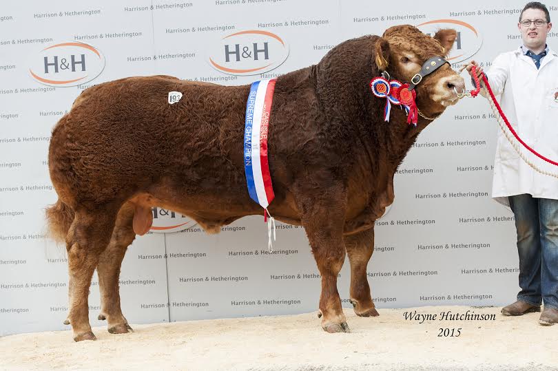 The 85 bulls being sold at Borderway averaged a new UK all-breeds record of £8709. The overall average was up on the year by over £3200. Intermediate bull’s averages over £10,000 and thirteen bulls made 10,000gns or more