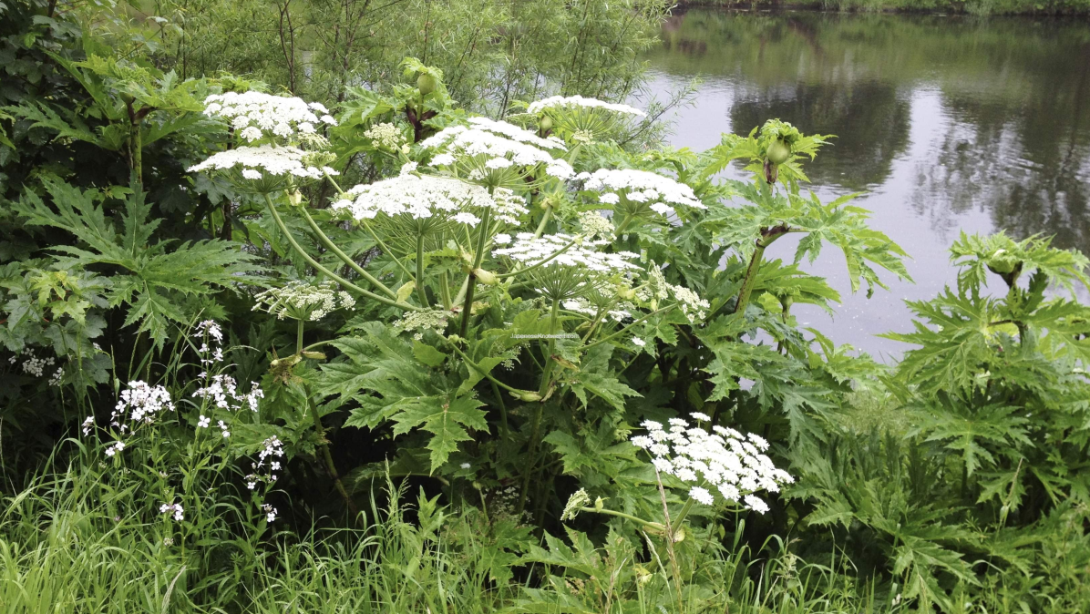 Also known as giant cow parsley, Giant Hogweed can grow up to five metres tall. Found mostly alongside footpaths and riverbanks the sap is toxic and can cause very severe burns and scars