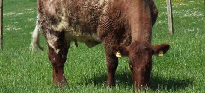 Liver fluke is estimated to cost the UK agricultural industry in the region of £13-15million a year in lost beef and lamb production