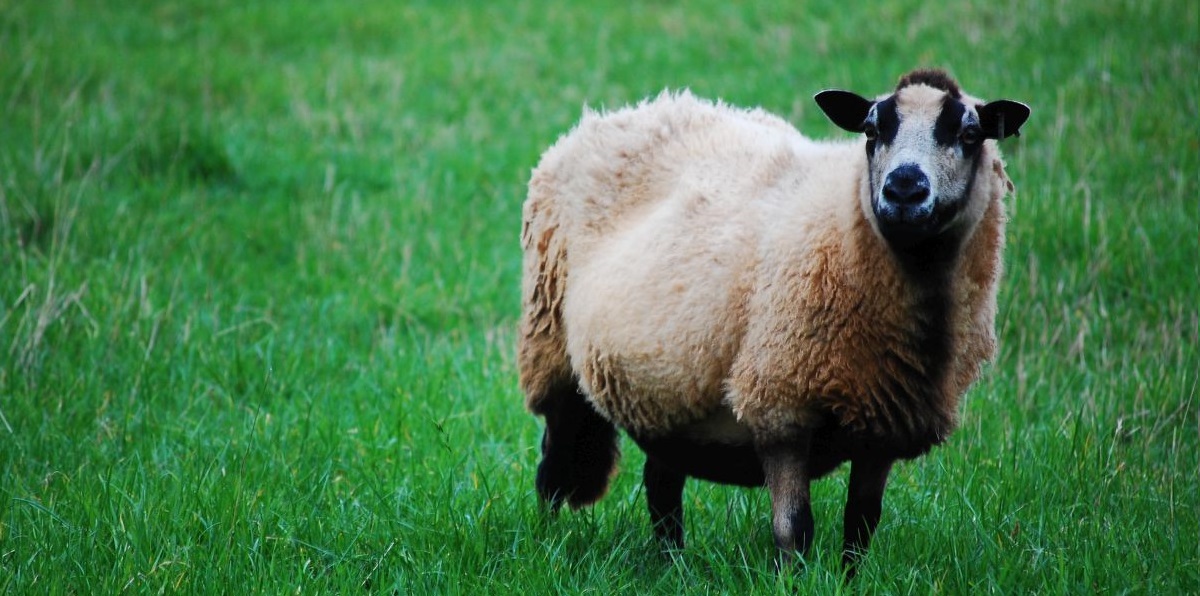 Maedi Visna is a chronic viral disease which was introduced into the UK through imported sheep. It has since spread, especially in commercial flocks. The condition is highly contagious, difficult to diagnose and is fatal