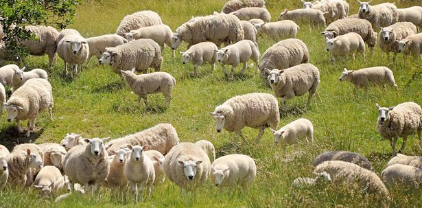 Bowhill Estate, which primarily lies between the Yarrow and Ettrick Valleys, is comprised of 3563 hectares (8804 acres) and is one of six commercial farms around the UK taking part in the RamCompare project