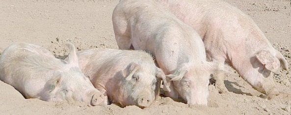Many British pig producers are now barely breaking even and some are running at a loss, as a result of falling prices throughout the year, culminating in particularly sharp drops over the past few weeks