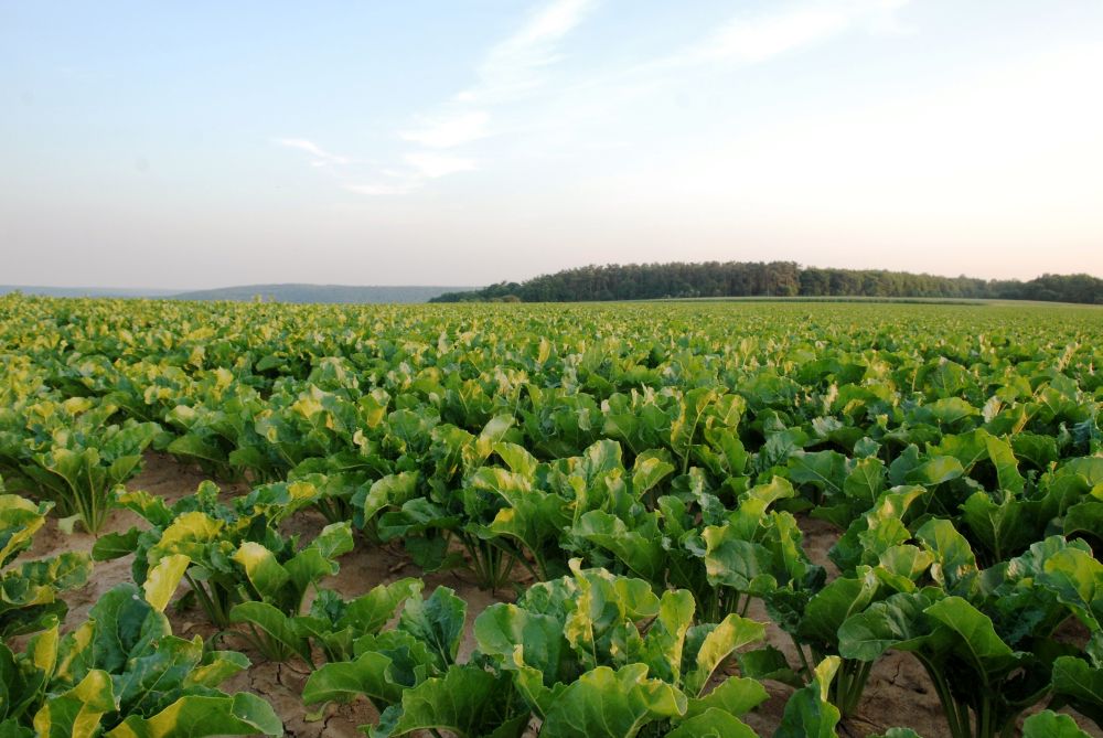 Growers are being invited to make their voices heard at a conference next month, where they will be invited to think about future contracting options compared to the existing fixed pricing arrangemen