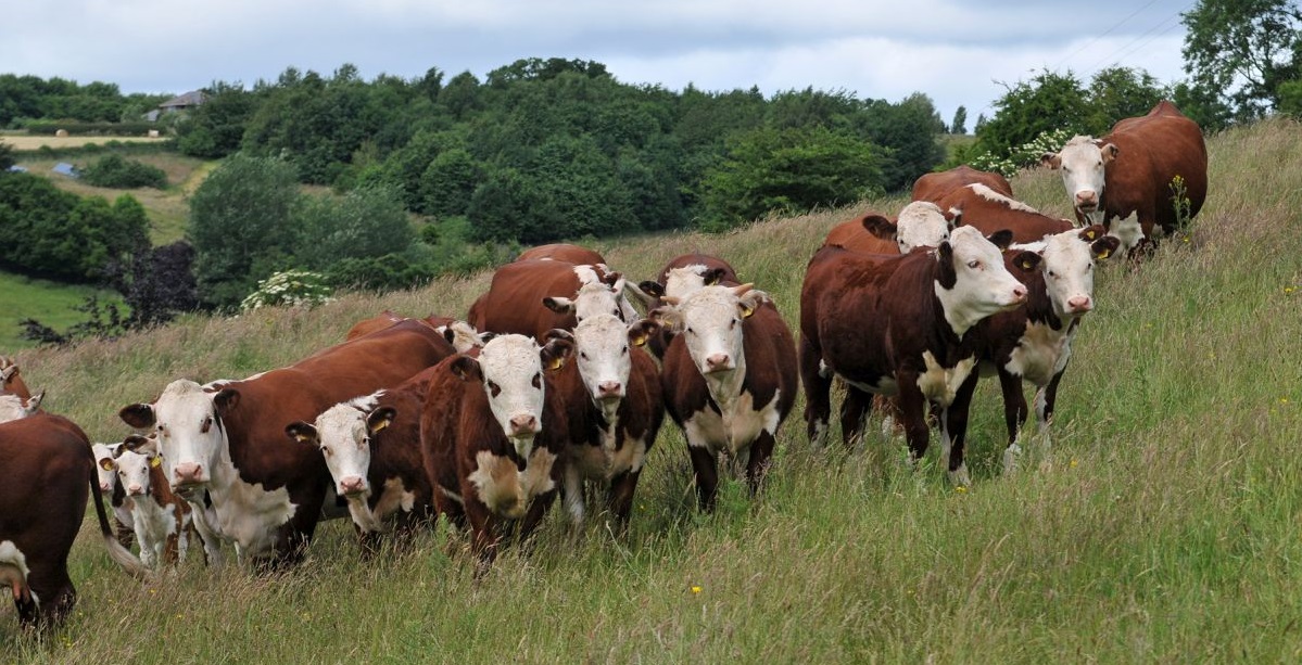 The NFU is meeting with senior US officials this week to talk about the potential resumption of beef and lamb exports to the country