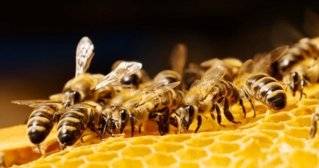 The government’s National Pollinator Strategy, which was launched last year, aims to raise awareness of what pollinators need to thrive