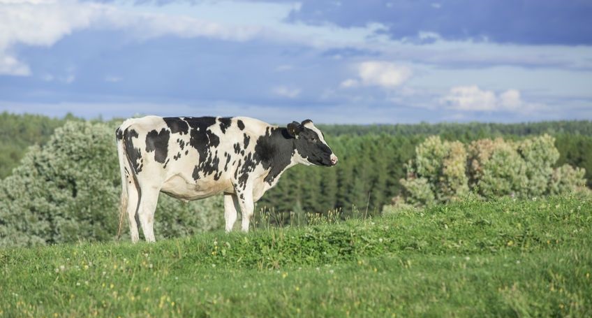 This the second reduction in a 10 month period which has seen significant milk price reductions across the board