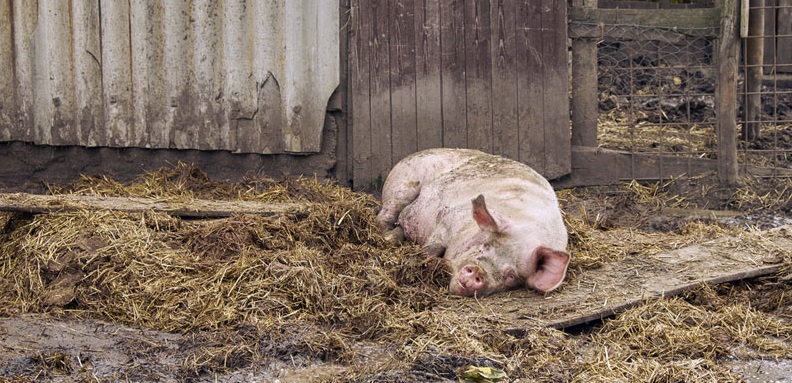 Pig slurry on the Solomon Islands will be handled by a Landia Chopper Pump