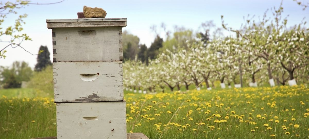 “Bees stay in the hive if it’s excessively windy and if they’re not out foraging, yields will drop. Whilst confined to the hive the bees of course eat the stores of honey that they have already gathered"