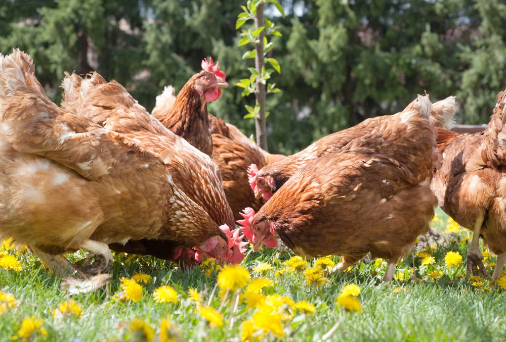 The event aims to raise awareness and understanding of the dangers posed by avian influenza