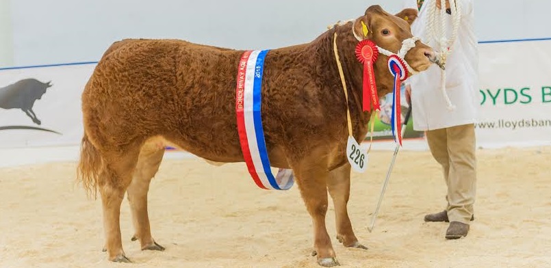 As well as the best and brightest in the show ring, Agri Expo continues to showcase the latest developments in technology, engineering, welfare and nutrition, with trade and specialist sands well represented