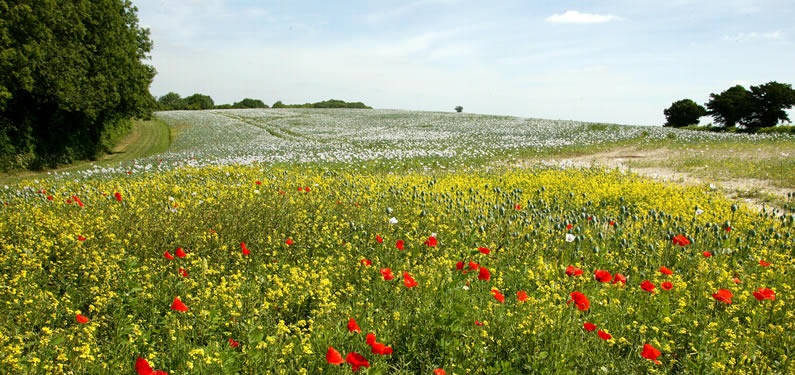 NFU Vice President Guy Smith said: “This scheme is an important tool in enabling farmers to continue to maintain and enhance biodiversity, water, soils and to address future challenges such as climate change"